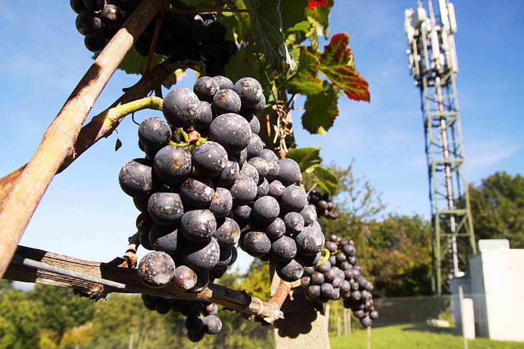 Wei�es Kaolin bedeckt die Rotweintraub...es Weinguts Nopper am Mauracher Berg.   | Foto: Max Schuler
