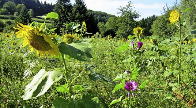 Farbenprchtig zeigt sich die Wildblum...&#8222;Furnik&#8220; in diesen Wochen.  | Foto: Reiner Merz