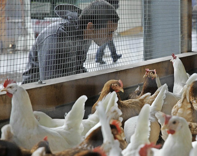 Im Hofladen der Kammerers werden die E...iige Hennen im Freiluftgehege legen.   | Foto: Brigitte Chymo