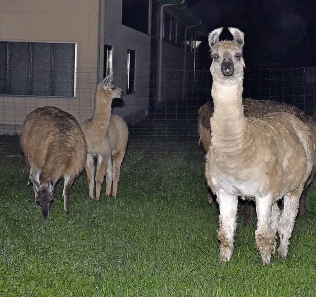 Rechtzeitig in Sicherheit gebracht werden konnten die sechs Lamas.  | Foto: Christian Brunner