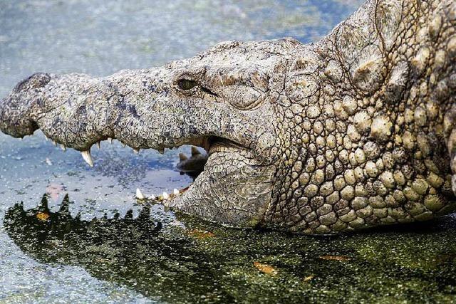 Ein Krokodil hlt die Bewohner Kretas in Atem