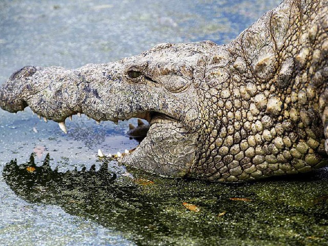 Ein Nilkrokodil wie dieses  hat sich i...chen Stausee huslich niedergelassen.   | Foto: dpa