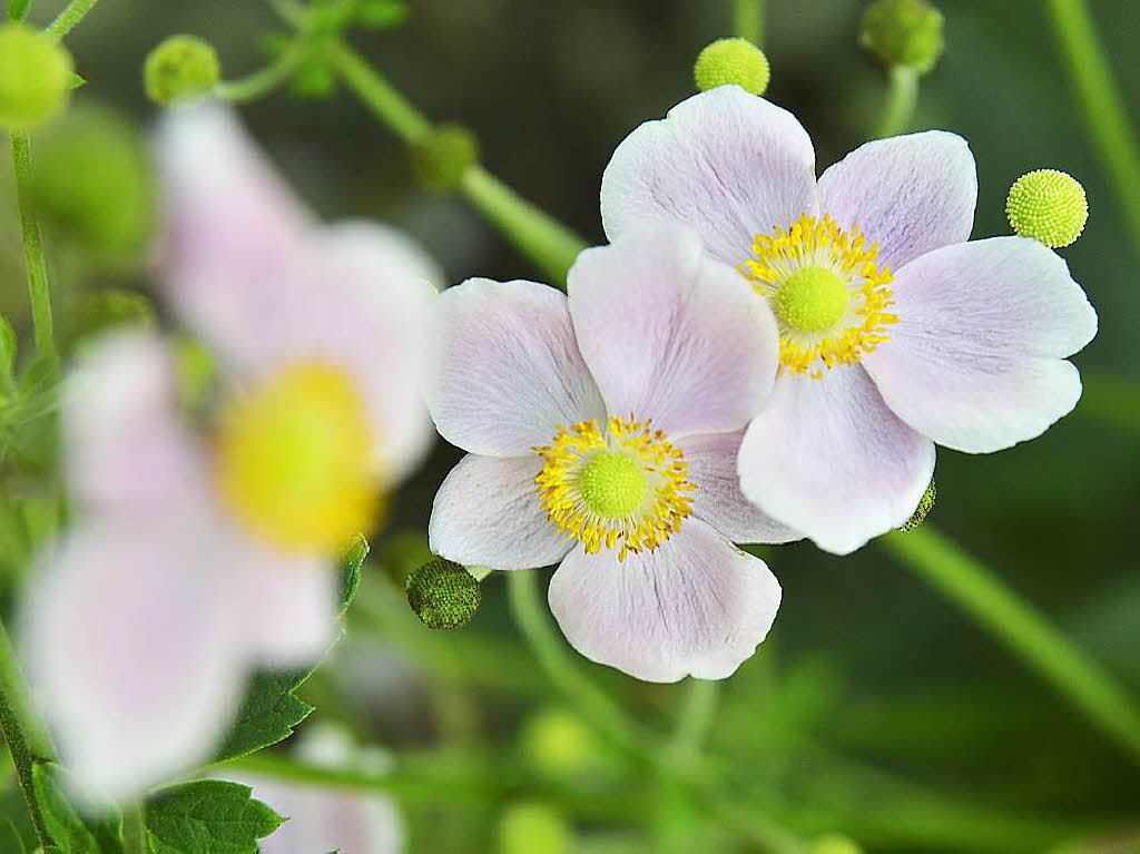 Impressionen aus dem Botaischen Garten