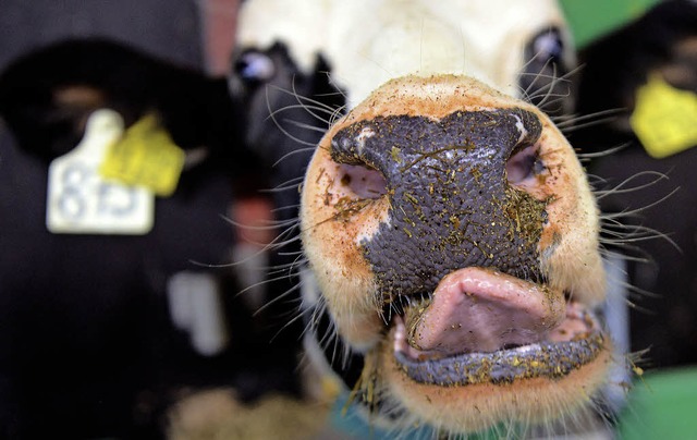 8000 Liter Milch gibt die Kuh pro Jahr...sund, versichert Bauer Stefan Lehmann.  | Foto: dpa/HR