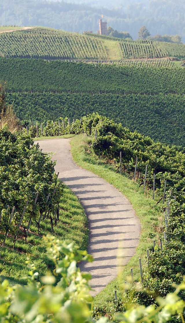 Der Offenburger Weinwanderweg im Licht des Sptsommers   | Foto: rab