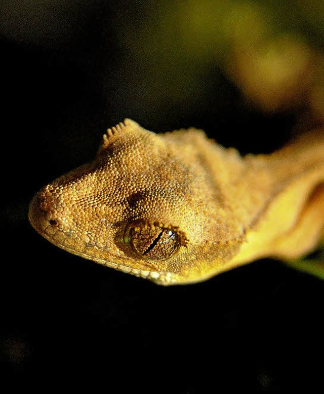 Klteempfindlich: Gecko   | Foto: pmb