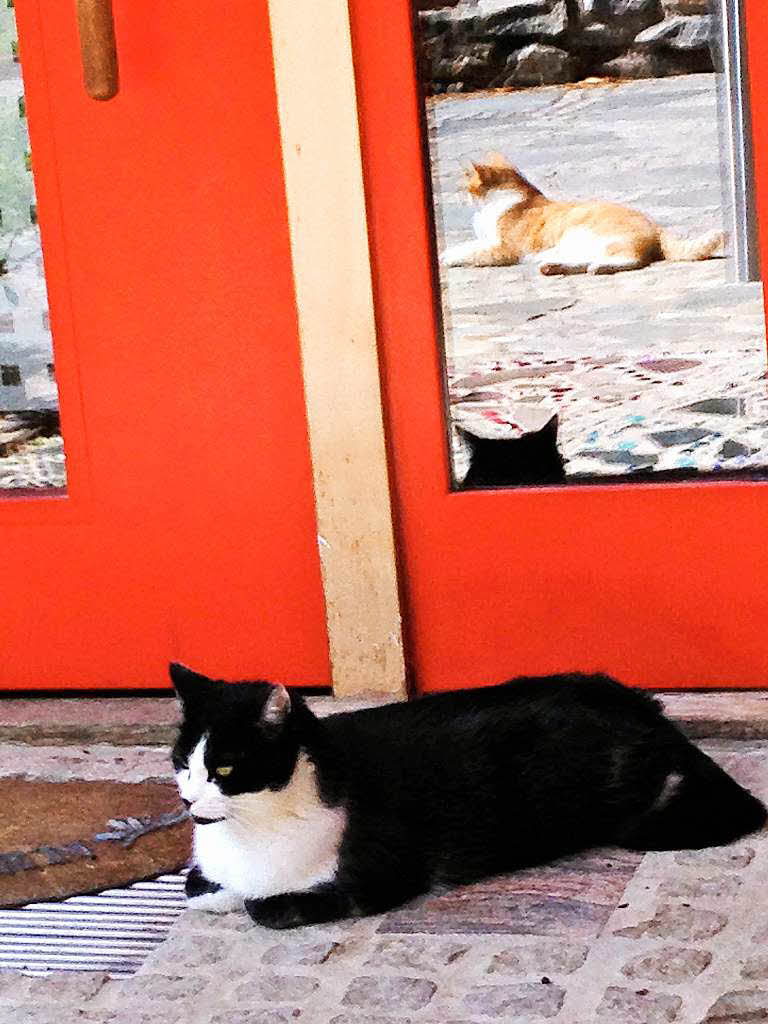 Susanne Baumann: Der Schnappschuss zeigt unsere Katze, die es sich vor unserer Haustre gemtlich gemacht hat, obwohl,  sind es nicht doch eher zwei Katzen? Aufgenommen in Kandern