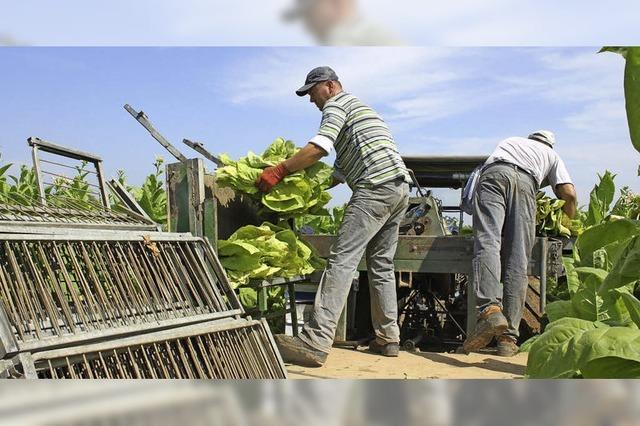 Tabakbltter bentigen Sorgfalt