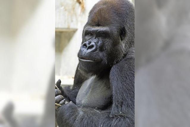 Neuer Gorilla-Silberrcken im Zoo Basel