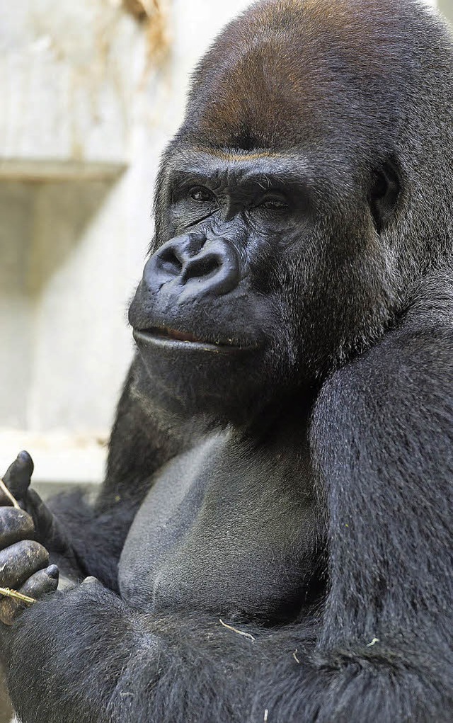 M&#8217;Tong heit der neue Silberrc...ach die anderen Gorillas kennenlernt.   | Foto: Zoo Basel