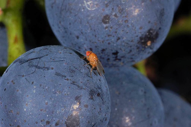 Kirschessigfliegen legen ihre Eier vor...ie Haut von  reifen, dunklen Frchten.  | Foto: Staatliches Weinbauinstitut