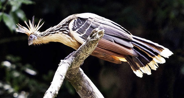 Der Stinkvogel sieht prchtig aus und kann heftig riechen.  | Foto: afp/dpa