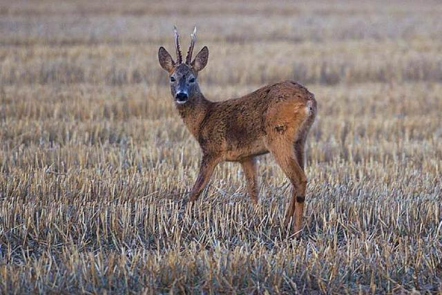 Auf der Jagd im Sdwesten: Wildfleisch ist Millionen wert