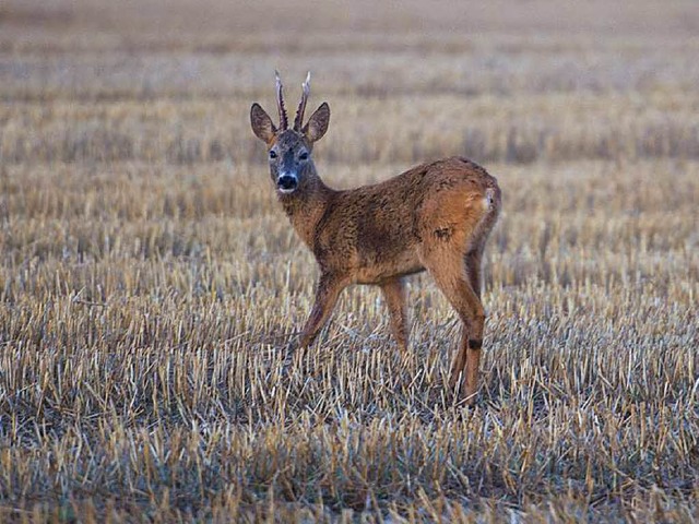 Ein Reh erstarrt im Angesicht eines Gewehrlaufes  | Foto: dpa