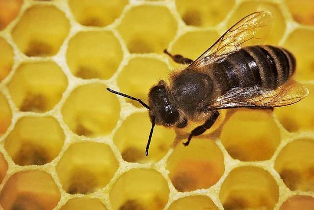 Bienenseuche: Tierrzte richten Sperrbezirk am Kaiserstuhl ein