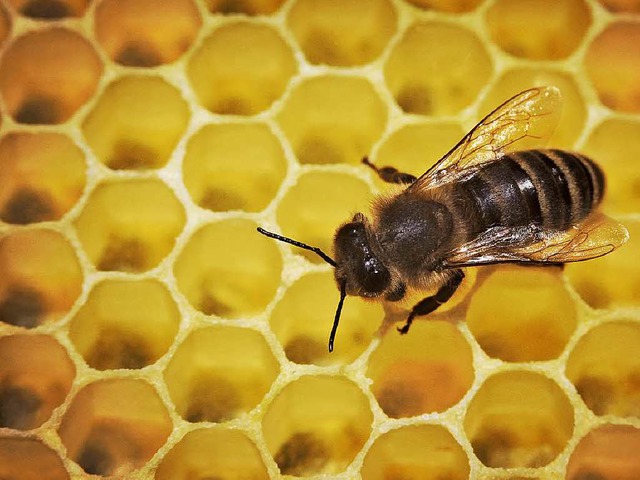 Die Biene ist kein standorttreues Inse...8211;  und verbreitet so Krankheiten.   | Foto: DPA