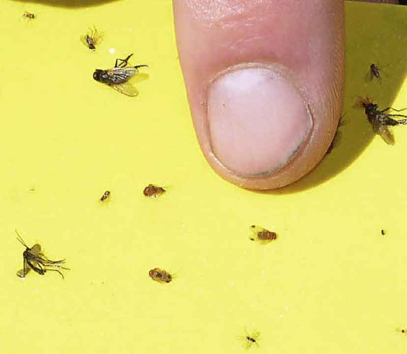 Kirschessigfliegen   | Foto: N. Zeller