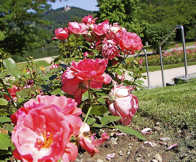 Rose &#8222;Gru an Lrrach&#8220;  | Foto: Archivfoto. Nikolaus Trenz