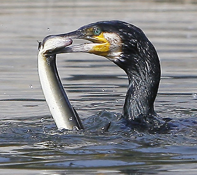 Kormorane fressen gerne Fisch &#8211; zum Leidwesen der Angler.   | Foto: dpa