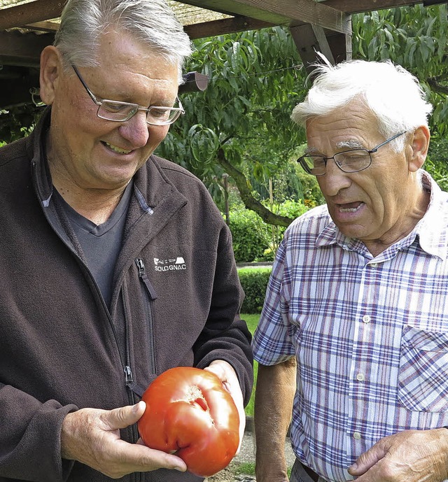 Rekordtomate: Mehr als ein Pfund schwe... Kleingartenverein Riedboden staunen.   | Foto: Philipp