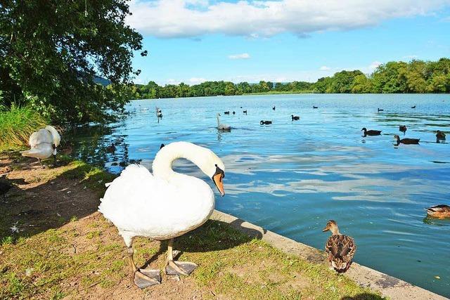 Immer mehr Schwimmer sind im Rhein unterwegs