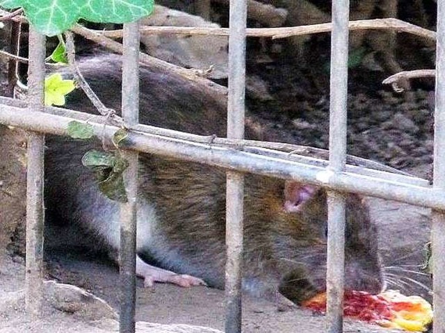 &#8222;Rattenfrhstck&#8220; nennt BZ...er Ratten am Auggener Weg gemacht hat.  | Foto: Manfred Kluth