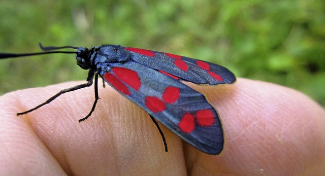 KENZINGEN (rmn). NATURSCHNHEIT IM KLE...cheut auch nicht die menschliche Nhe.  | Foto: Reiner Merz