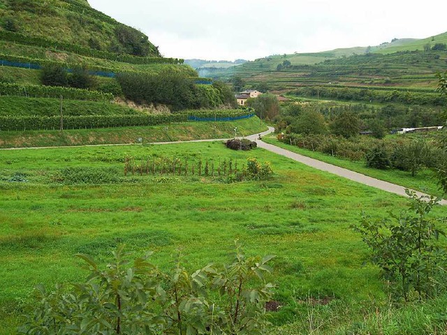 Das Oberbergener Weingut Vogel plant einen Neubau am Ausgang des Hessentals.   | Foto: Thomas Rhenisch