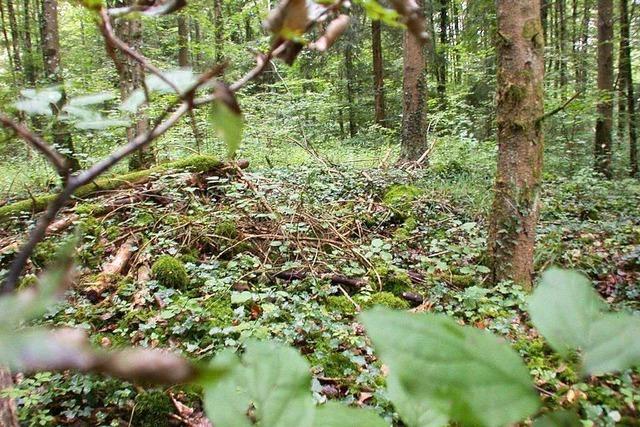 Heidengräber bei Wiechs: Wandeln im Wald der Toten aus Jahrtausenden