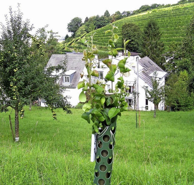 Sprsslinge nach allen Seiten treibt e...Meter Hhe mutwillig abgesgt wurde.    | Foto: Hans Sigmund