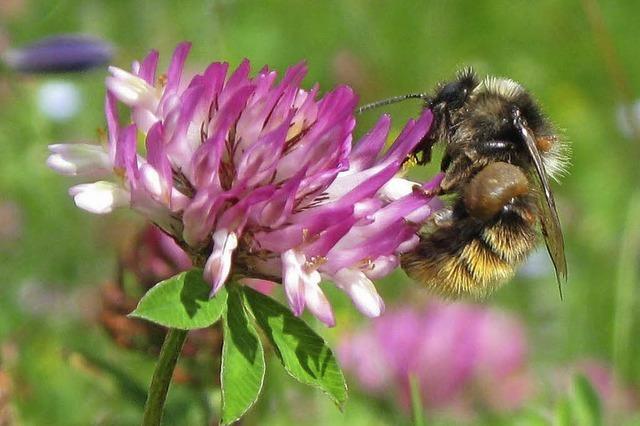 Kurzvortrge ber Wildbienen