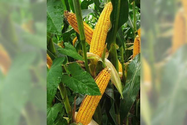 Mais profitiert vom vielen Regen