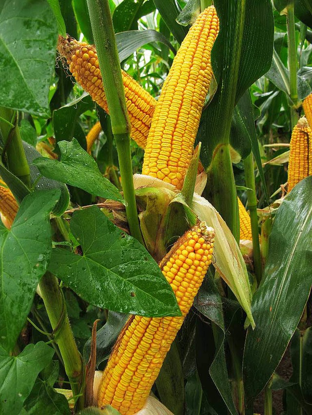 Der  Mais ist bald schon zu ernten.  | Foto: Jutta Schtz