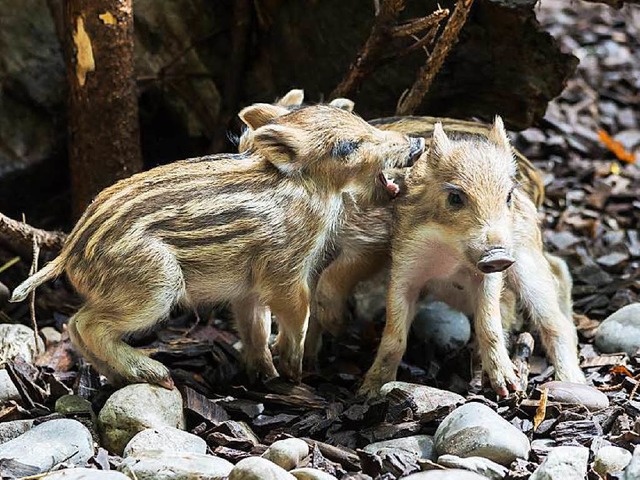 Drei kleine Wildschweinchen entdecken momentan den Basler Zoo fr sich.  | Foto: Zoo Basel