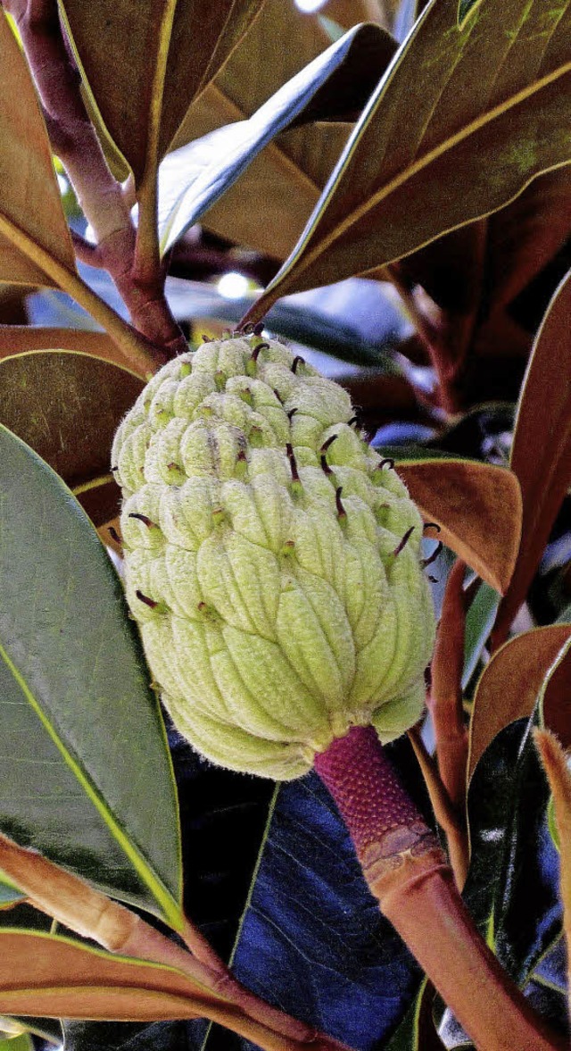 Die zapfenartige Frucht der grobltig... sehr auffllig und derzeit  zu sehen.  | Foto: Pacha