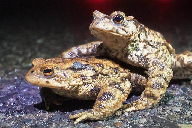 Krtentunnel im Schwarzwald retten das Leben von Amphibien