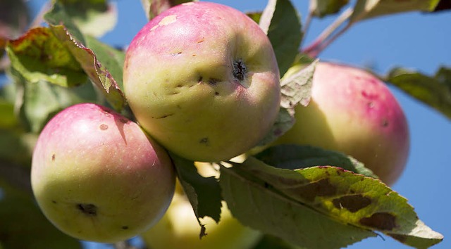 pfel wachsen in Waldkirch an vielen &#8222;Lebensbumen&#8220;.   | Foto: Daniel Fleig