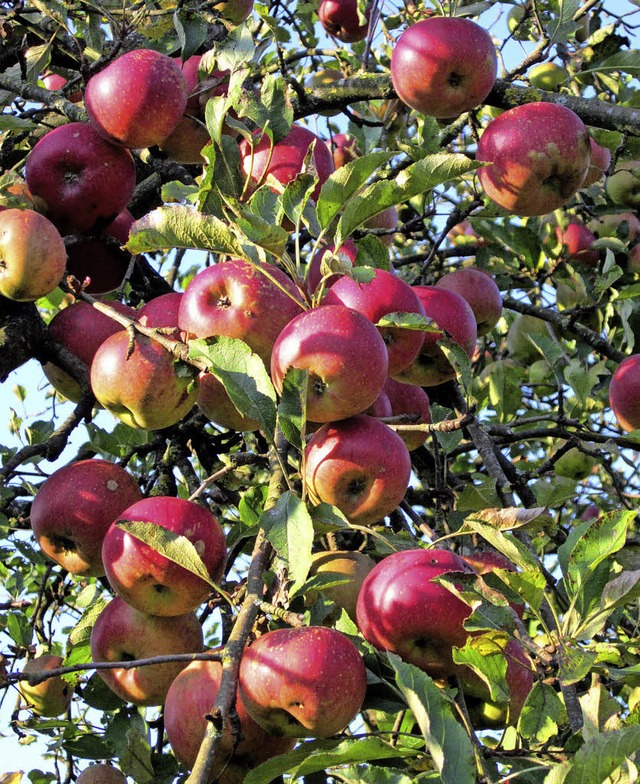 HINEINBEIEN mchte man am liebsten in...racht an einem Wagenstadter Apfelbaum.  | Foto: Reiner Merz