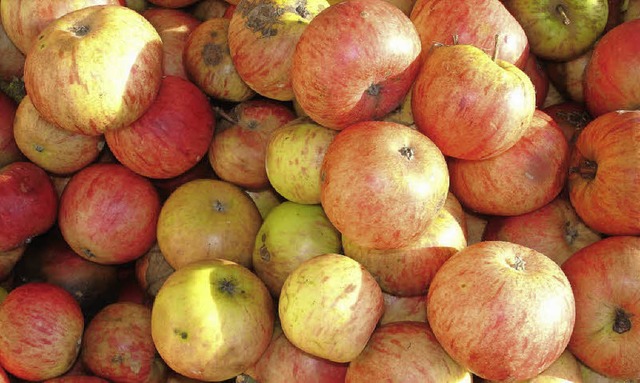 Die Apfelernte fllt in diesem Jahr so reichlich aus wie selten.   | Foto: Klaus Nasilowski