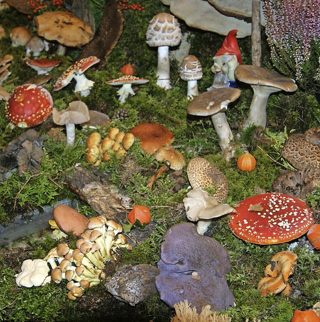 Die jhrliche Pilzausstellung gehrt zu den Groveranstaltungen des Table ronde   | Foto: Zvg
