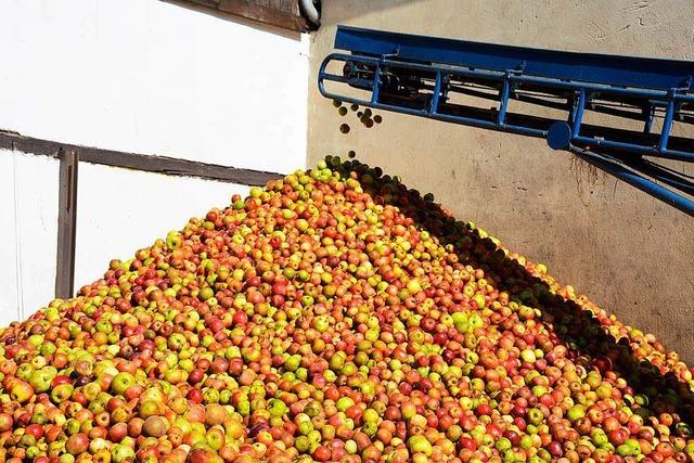 Russisches Einfuhrverbot: Obstbauern bleiben auf Rekordernte sitzen