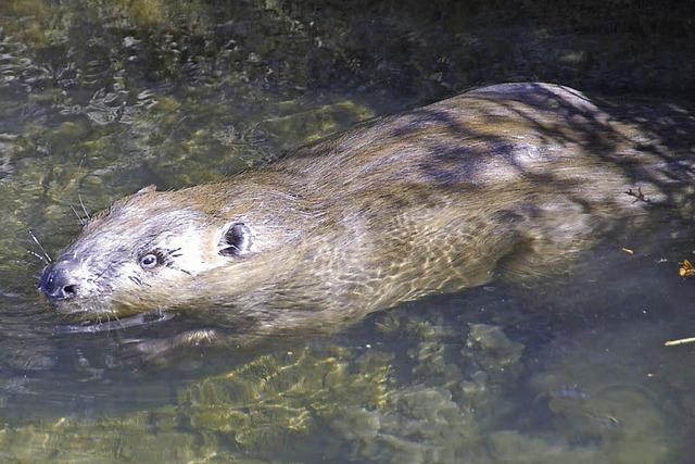 Die Biber breiten sich weiter aus