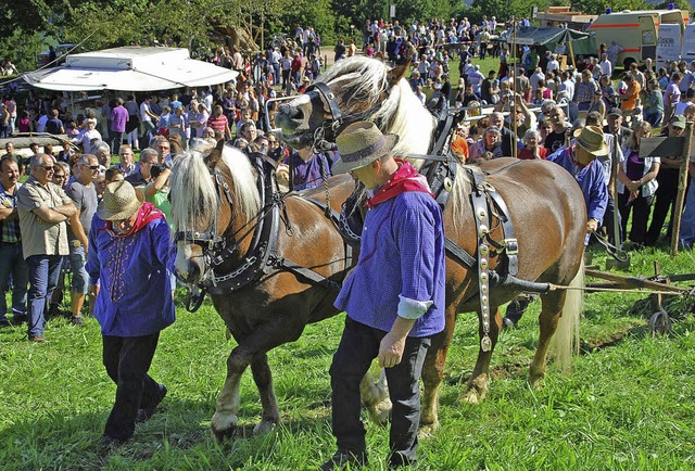 Das Pflgen mit vorgespannten Rssern ist eine Attraktion fr die Besucher    | Foto: E. Steinfelder