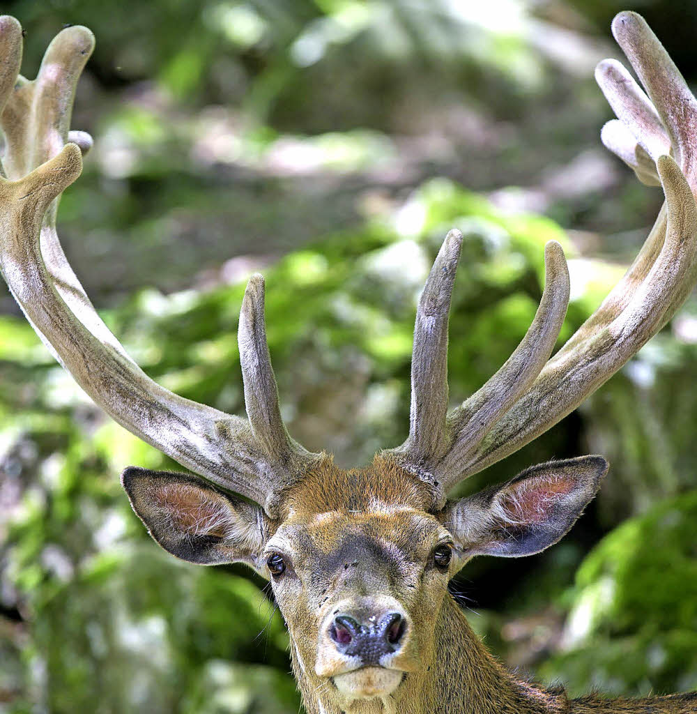 Es röhrt der Hirsch Oberried Badische Zeitung