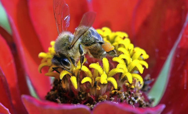 Bienen sind auf eine intakte Flora ang...tellen eine Gefahr für die Tiere dar. | Foto: dpa Bienen sind auf eine intakte Flora ang...tellen eine Gefahr für die Tiere dar. | Foto: dpa