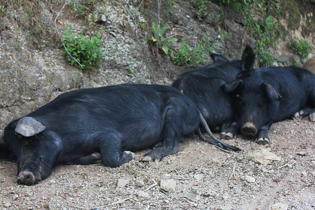 Halbwilde Schweine stoppen auf Korsika die Motorradfahrer. Halbwilde Schweine stoppen auf Korsika die Motorradfahrer.