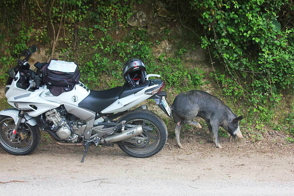 Halbwilde Schweine stoppen auf Korsika die Motorradfahrer. Halbwilde Schweine stoppen auf Korsika die Motorradfahrer.
