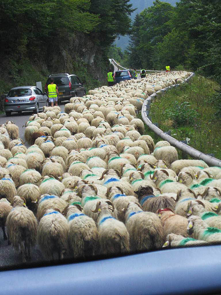 Auf dieser Straße in den Pyrenäen haben Schafe Vorfahrt. Auf dieser Straße in den Pyrenäen haben Schafe Vorfahrt.