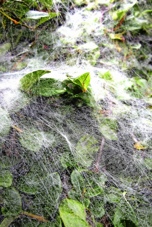 UNBERSEHBAR zeigt sich in diesen Sept...ich sind - das sei hier dahingestellt.  | Foto: Reiner Merz