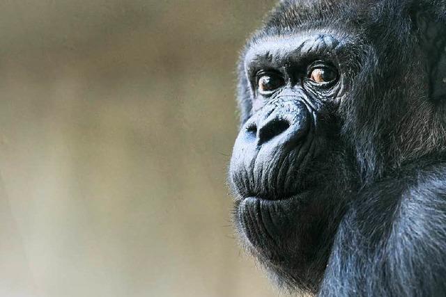 Berhmte Gorilla-Dame im Zolli wird 55 Jahre alt